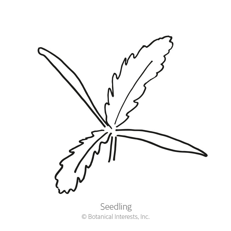 Oriental Blend Oriental Poppy Seeds