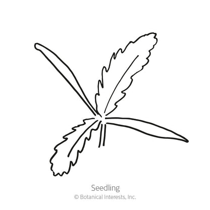 Oriental Blend Oriental Poppy Seeds