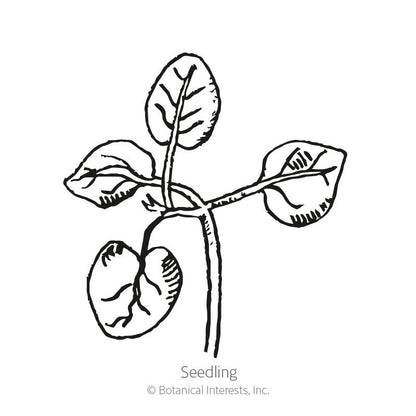 Tall Maximum Blend Snapdragon Seeds