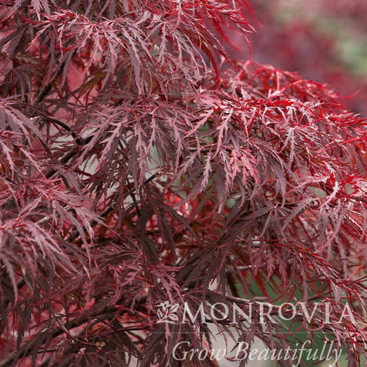 Red Dragon Japanese Maple Tree
