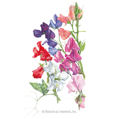 Knee-Hi Blend Sweet Pea Seeds