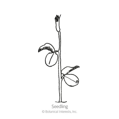 Knee-Hi Blend Sweet Pea Seeds