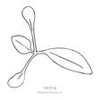 White Gaura Seeds