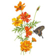 Bright Lights Blend Cosmos Seeds