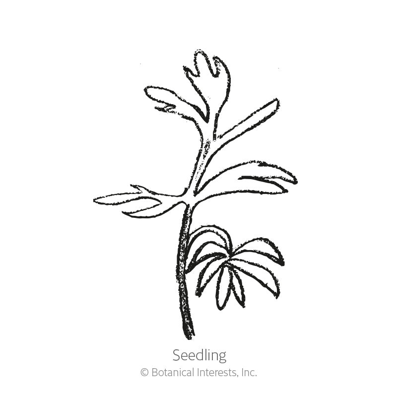 Miss Jekyll Blend Love-In-A-Mist Seeds