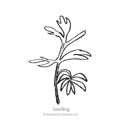 Miss Jekyll Blend Love-In-A-Mist Seeds