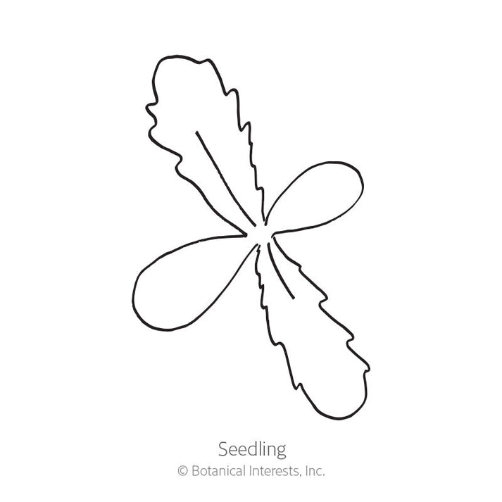 Zulu Prince Cape Daisy Seeds Botanical Interests