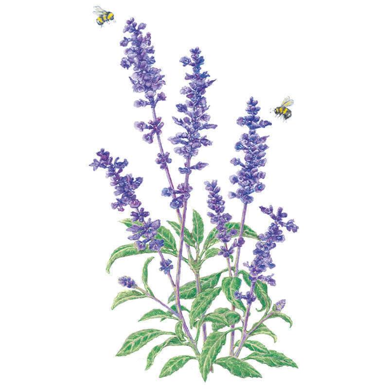 Blue Victory Salvia Seeds