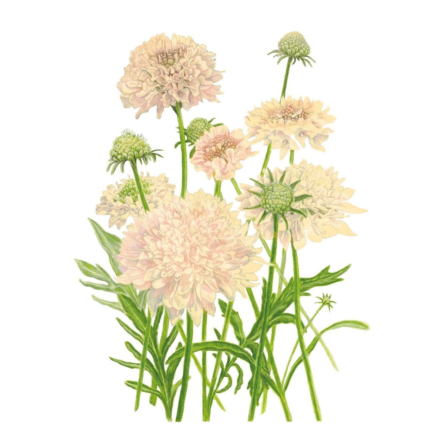 Fata Morgana Scabiosa Seeds