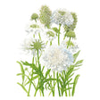 Snowmaiden Scabiosa Seeds