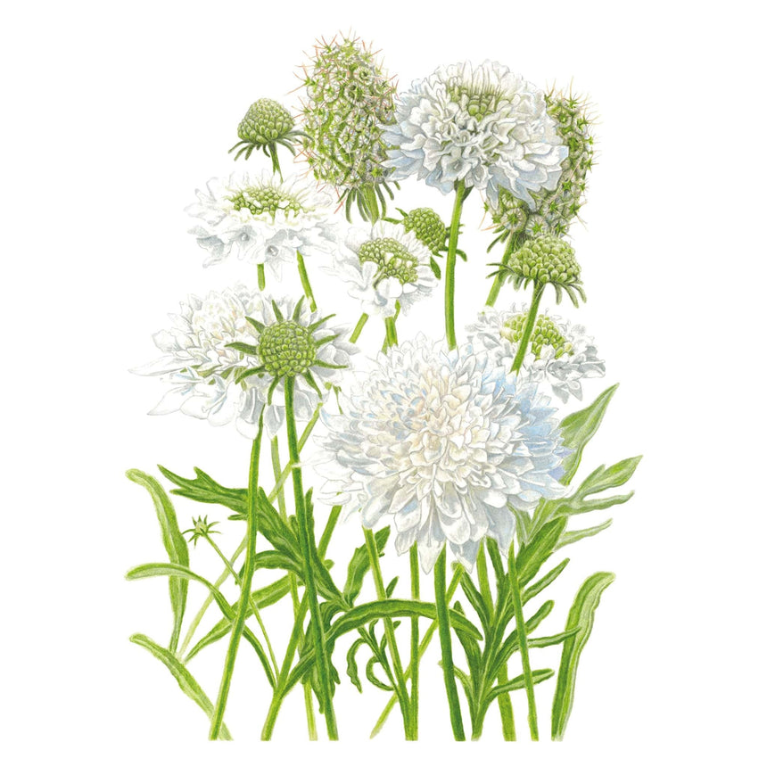 Snowmaiden Scabiosa Seeds