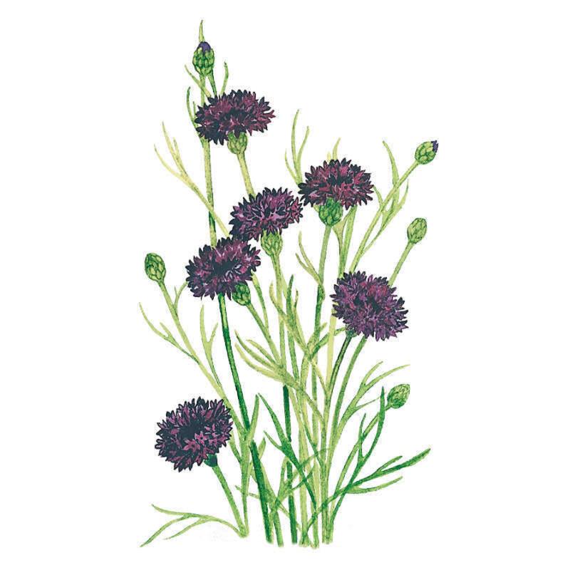 Black Magic Bachelor's Button Seeds