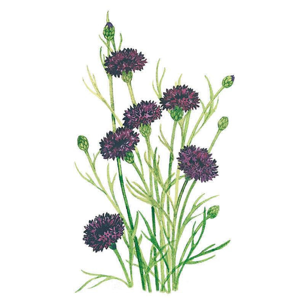 Black Magic Bachelor's Button Seeds – Botanical Interests