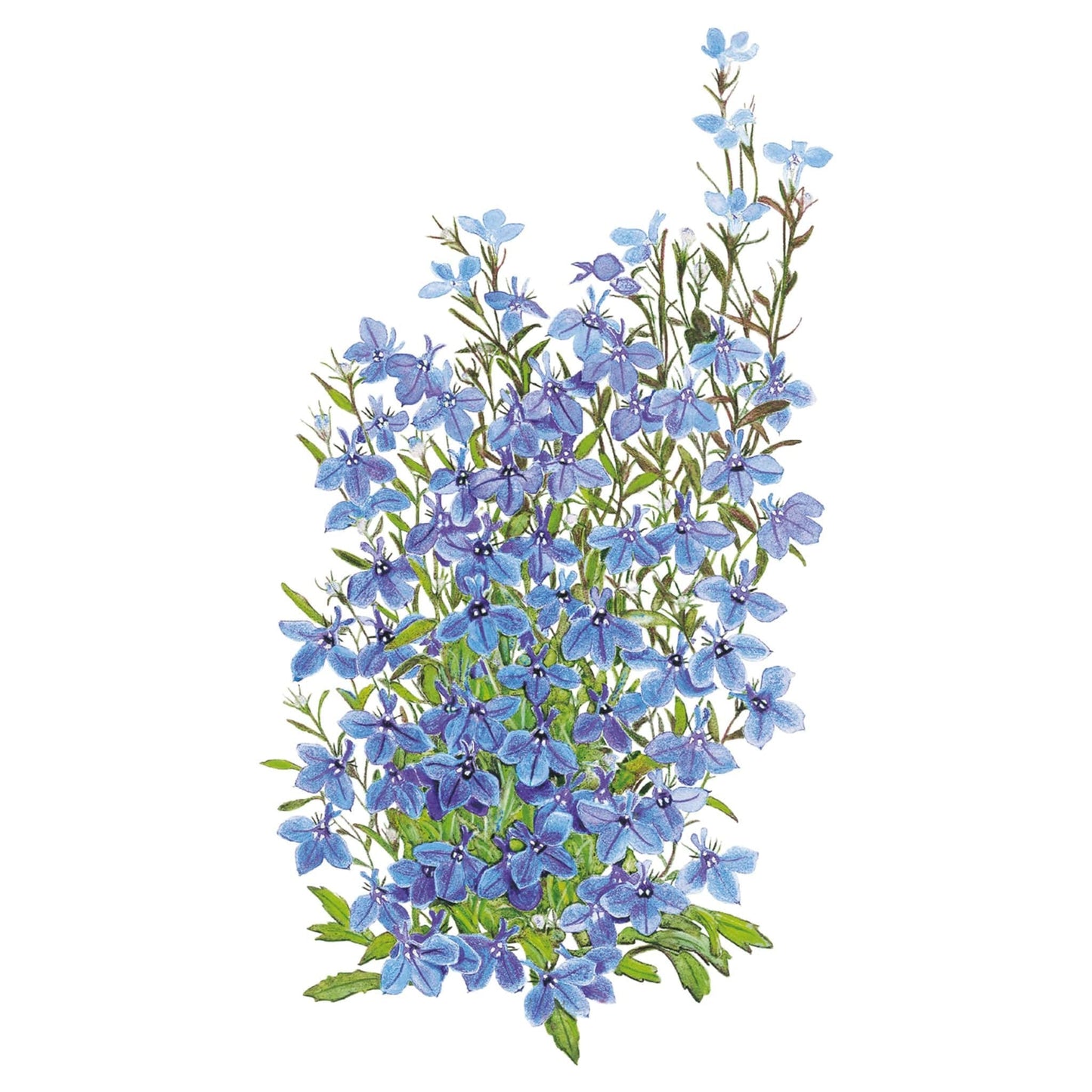 Cambridge Blue Lobelia Seeds