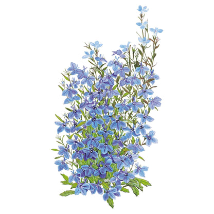 Cambridge Blue Lobelia Seeds