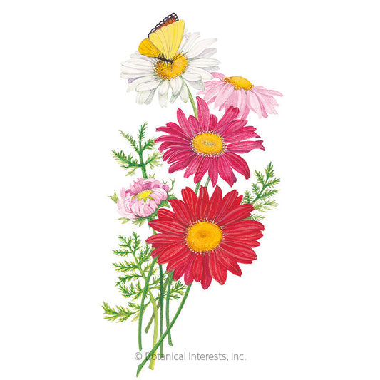 Robinson's  Blend Painted Daisy Seeds