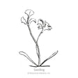 Robinson's  Blend Painted Daisy Seeds
