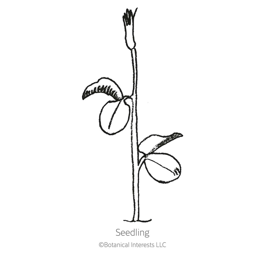Mammoth Navy Blue Sweet Pea Seeds