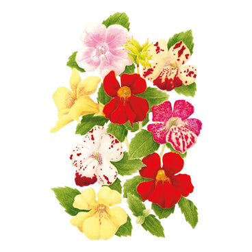 Magic Mix Monkey Flower Seeds