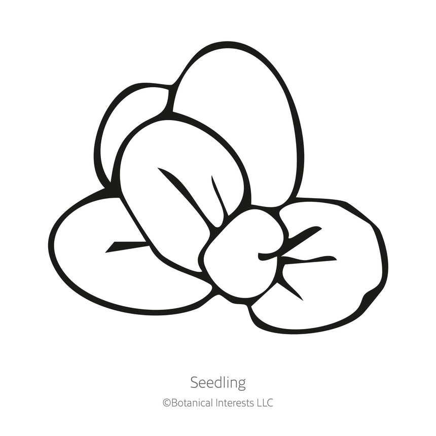 Magic Mix Monkey Flower Seeds