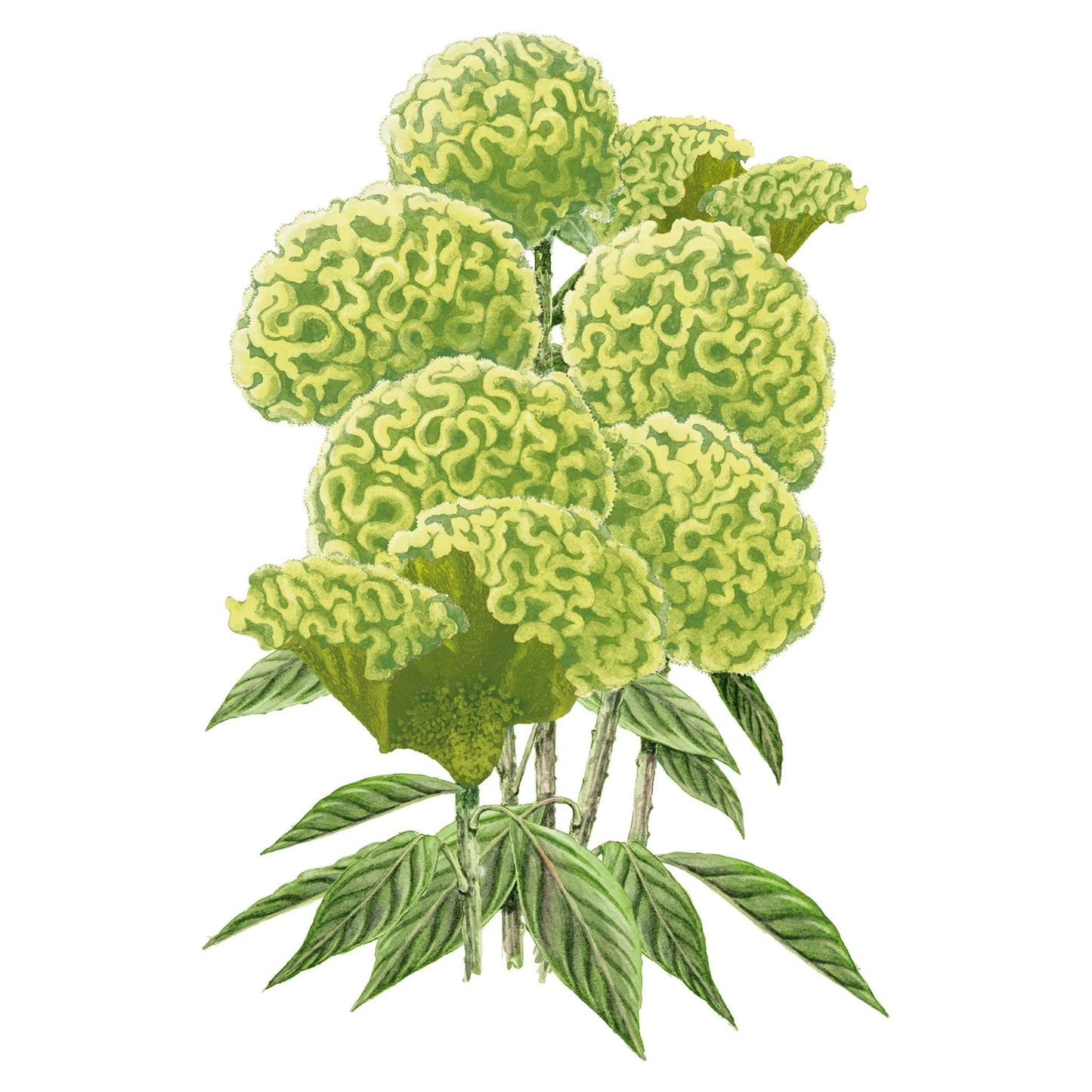 Spring Green Celosia Seeds