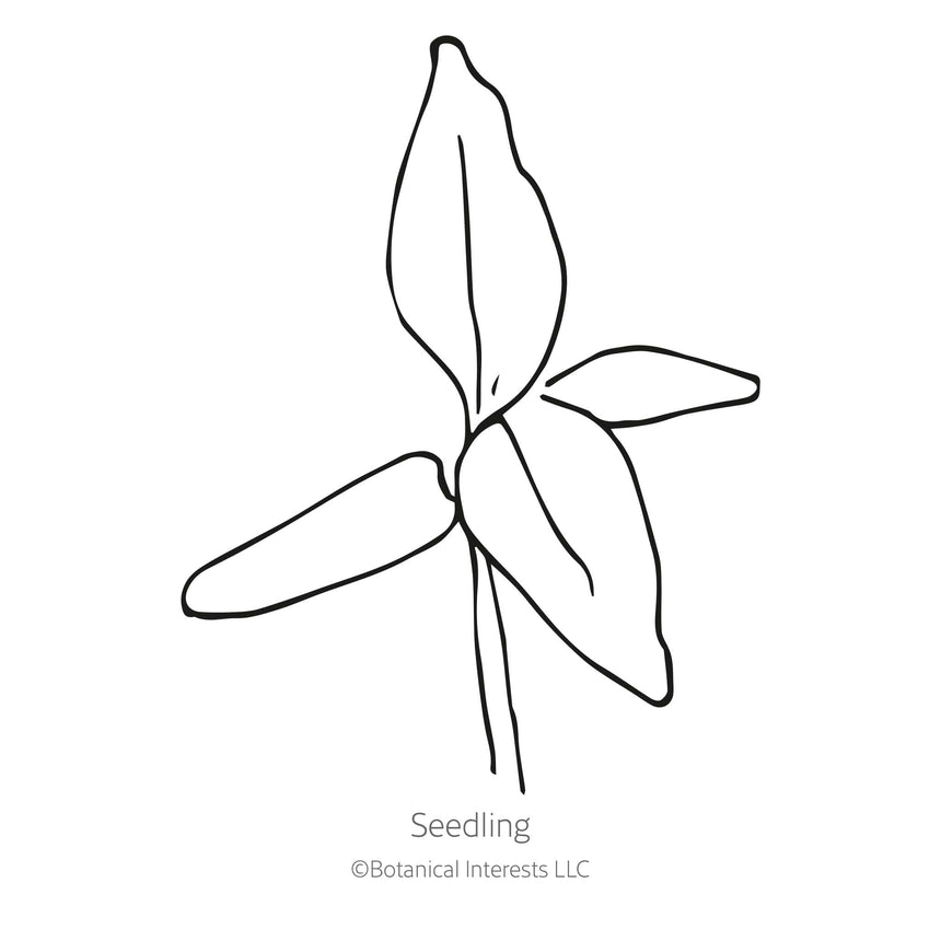Spring Green Celosia Seeds