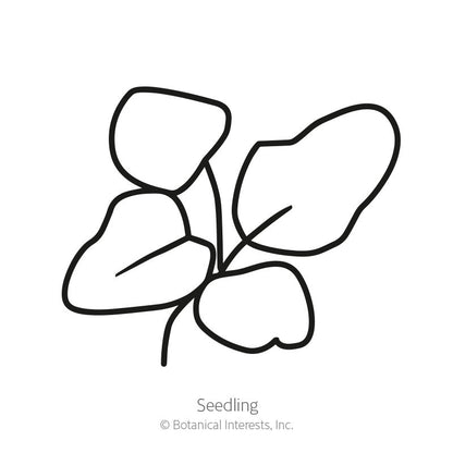 Lambada Bee Balm Seeds