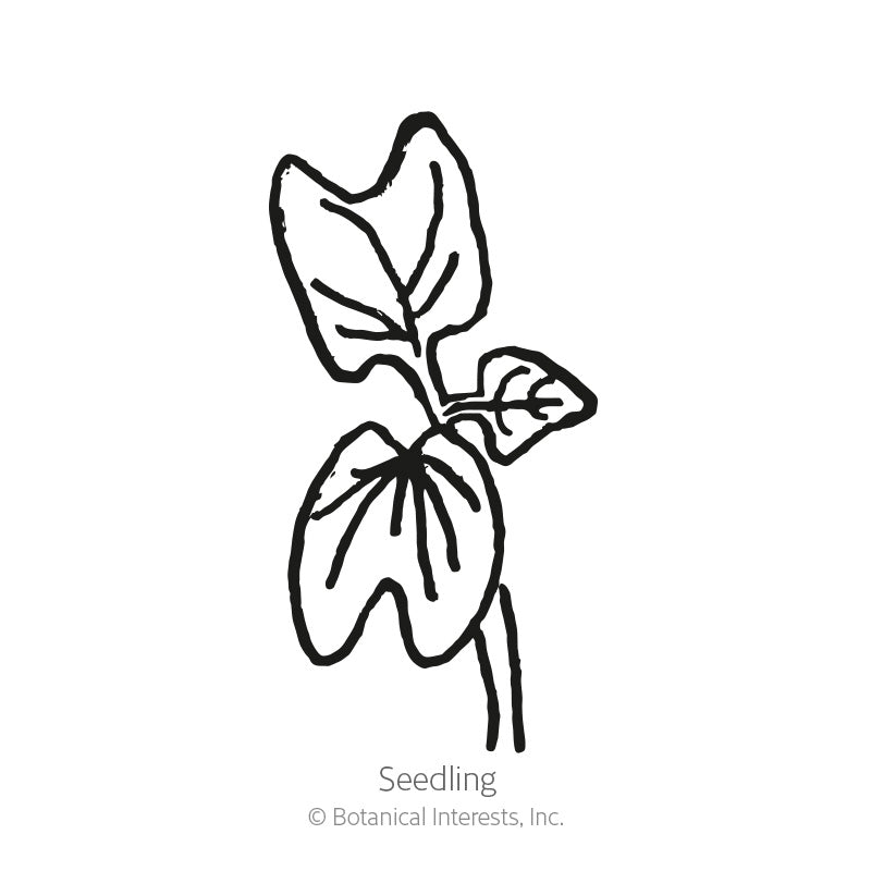 Sunrise Blend Morning Glory Seeds