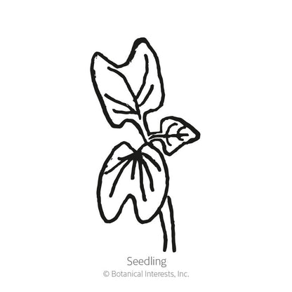Sunrise Blend Morning Glory Seeds