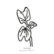Sunrise Blend Morning Glory Seeds