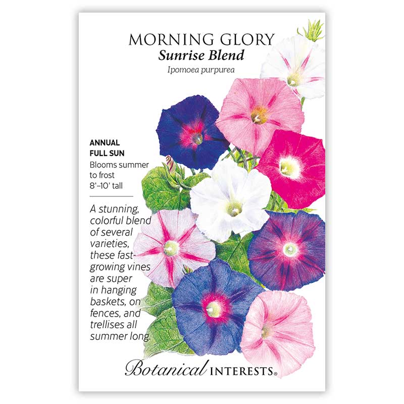 best morning glory seeds to trip on Sunrise Blend Morning Glory Seeds – Botanical Interests