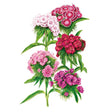 Double Blend Sweet William Seeds