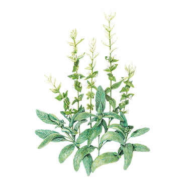 White Swan Clary Sage Salvia Seeds