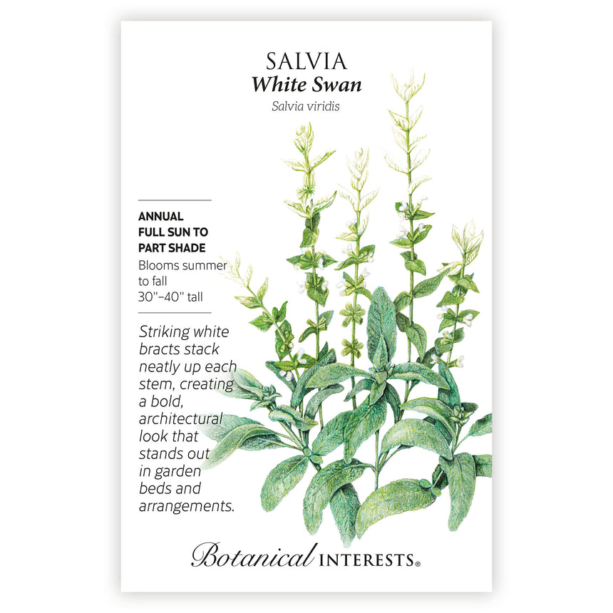 White Swan Clary Sage Salvia Seeds