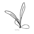Imperialis Graciosa Sweet Sultan Seeds