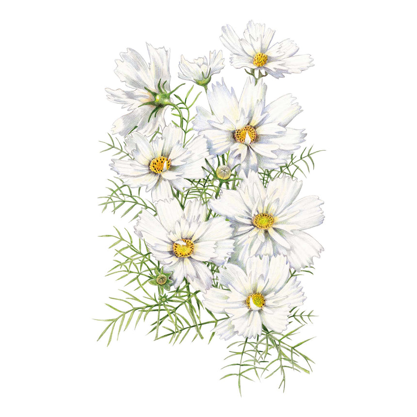 Fizzy White Cosmos Seeds