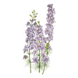 Misty Lavender Larkspur Seeds