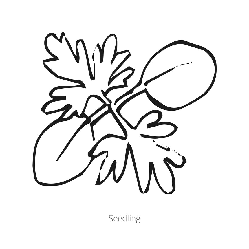Misty Lavender Larkspur Seeds