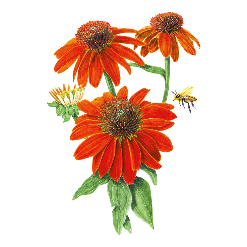 Artisan Red Ombre Echinacea Seeds