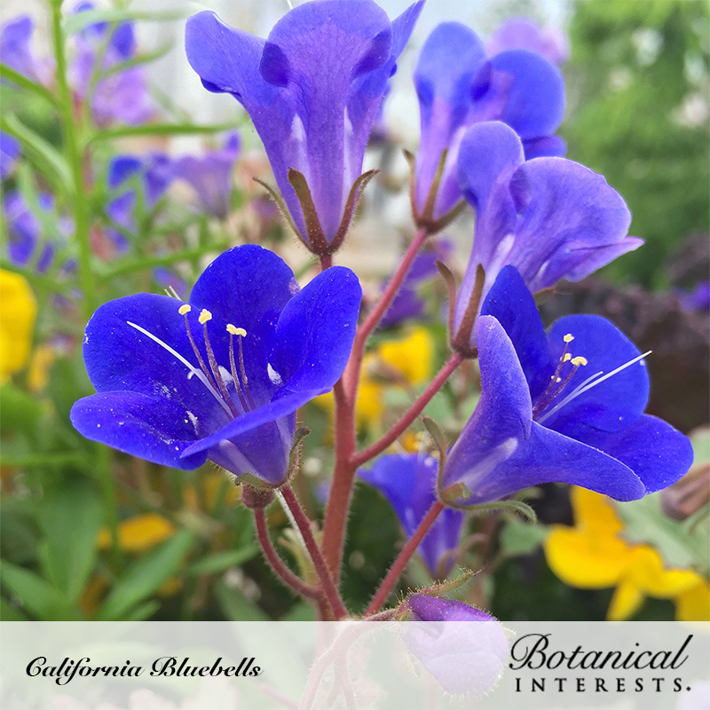 California Bluebells Seeds