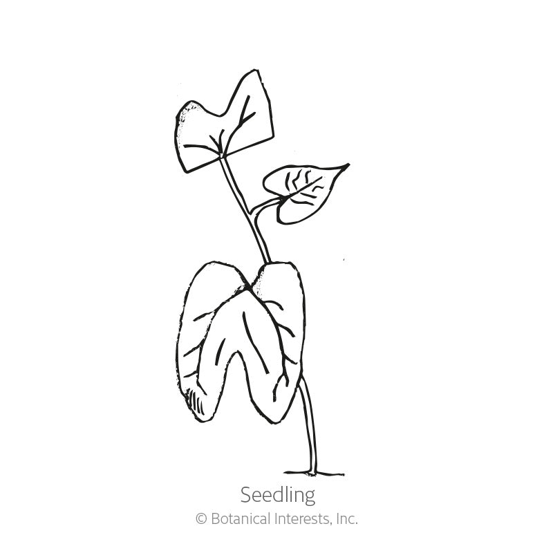 Moonflower Heirloom Seeds