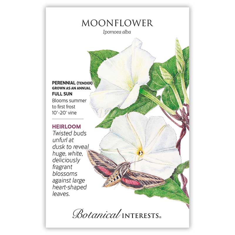 moon flower plant seeds Moonflower Heirloom Seeds