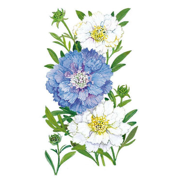 Isaac House Blend Scabiosa Pincushion Flower Seeds