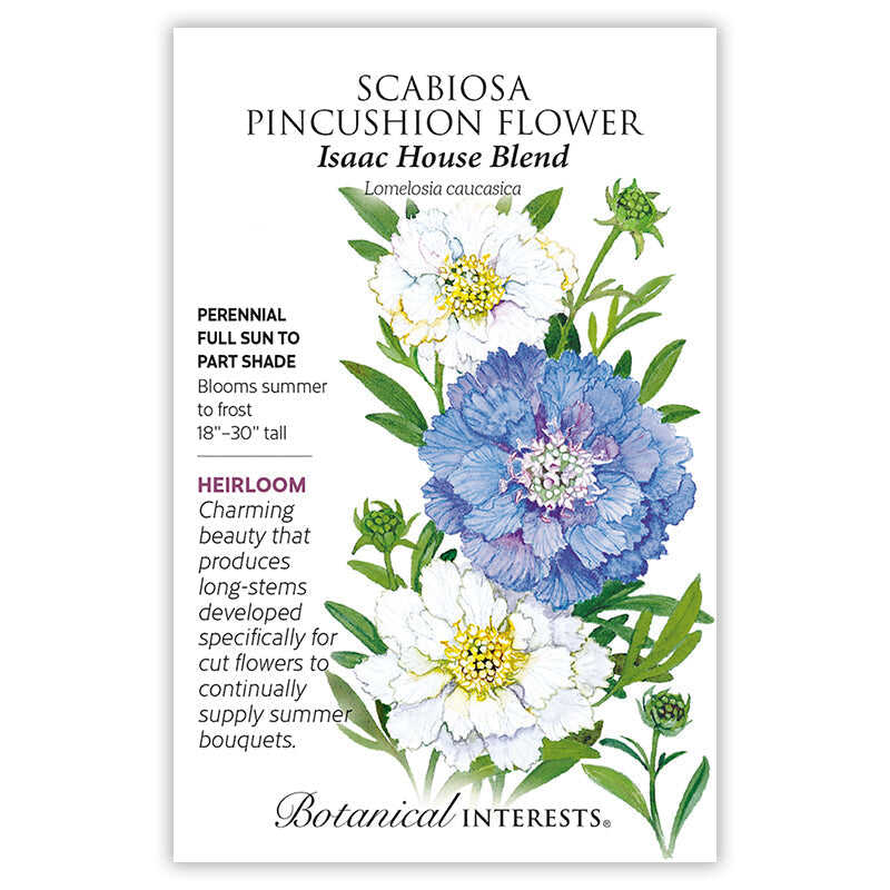 house flower seeds Isaac House Blend Scabiosa Pincushion Flower Seeds