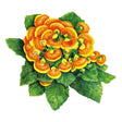 Dainty Red & Yellow Lady's Purse Seeds