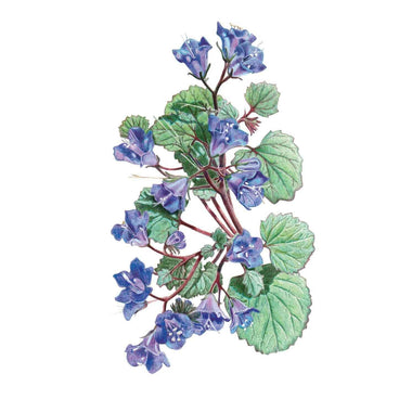 plant bluebell seeds California Bluebells Seeds