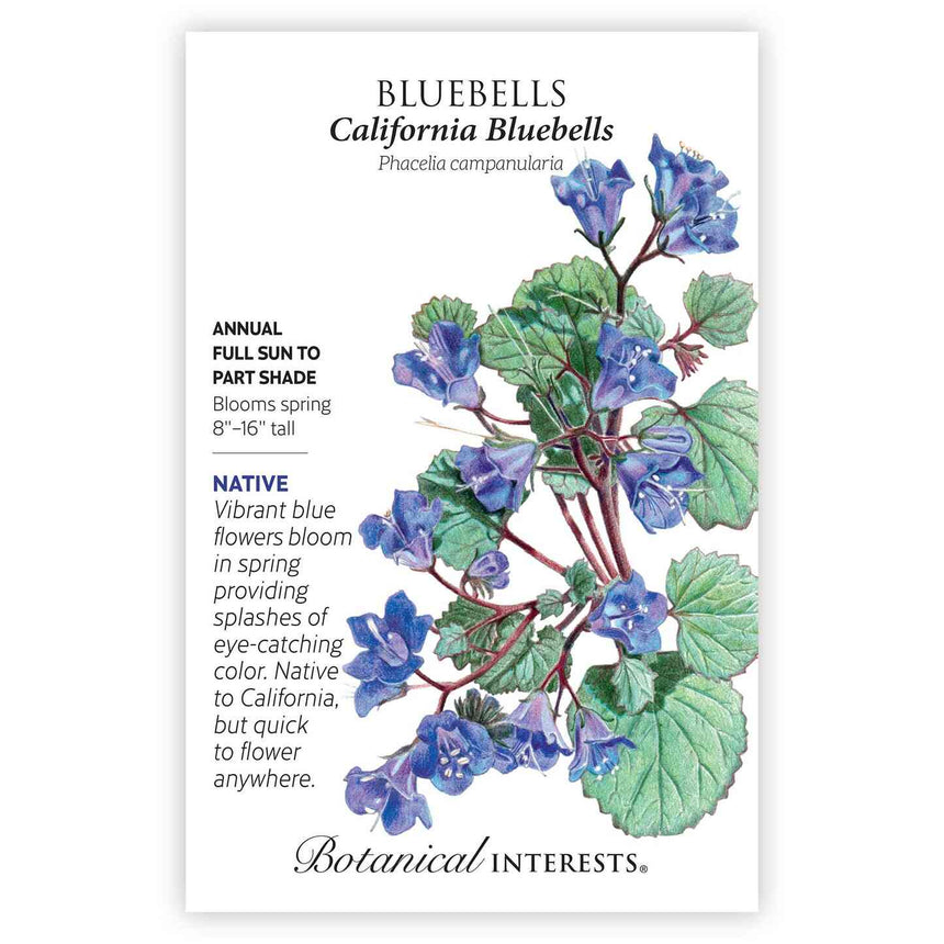 bluebell seeds from flower California Bluebells Seeds
