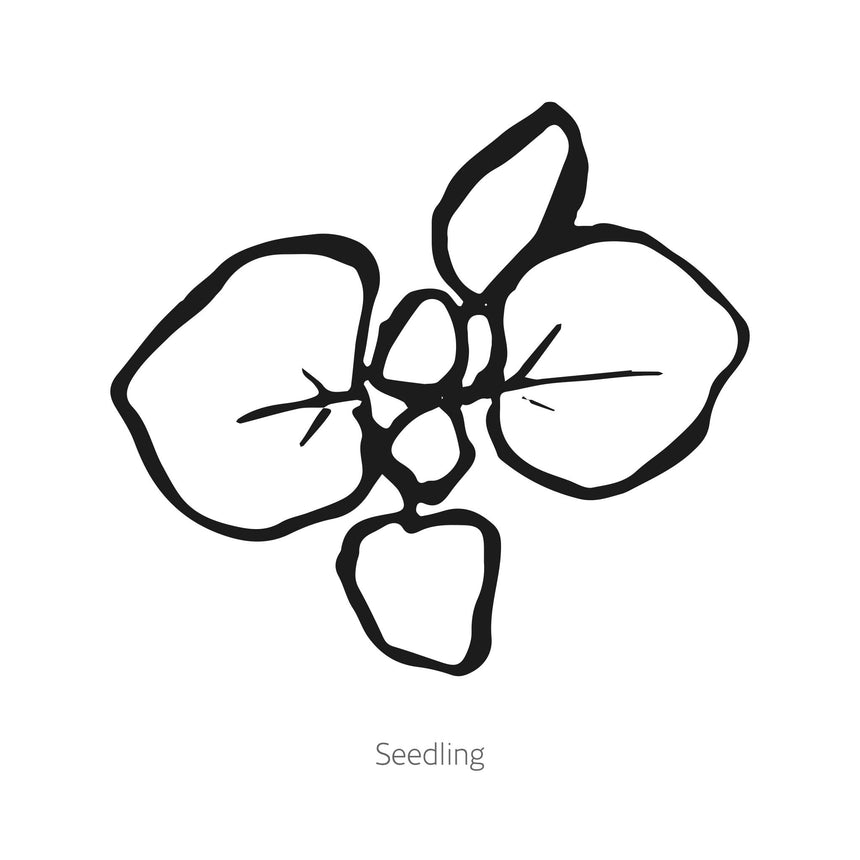 Kirigami Ornamental Oregano Seeds