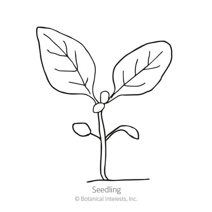 Rocky Mountain Blue Penstemon Seeds