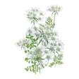 QIS® White Finch Orlaya Seeds